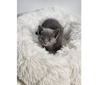 러시안블루(분양완료)